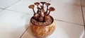 This is a handicraft made from coconut shells to decorate your work table