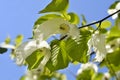 Handkerchief tree Royalty Free Stock Photo