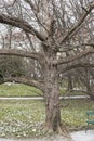 Handkerchief tree or Dove tree in the late winter Royalty Free Stock Photo