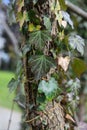 Handkerchief tree trunk covered in leaves known as Davidia involucrata Royalty Free Stock Photo