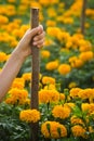 Handle the spade in a beautiful yellow flower garden. Royalty Free Stock Photo