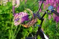 On the handlebars of a bicycle, a wicker basket with purple flowers lupins. summer, field