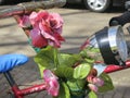 Handlebars of a bike decorated with pink colored artificial flowers