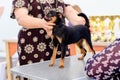 Handler demonstrates Petit brabanson stance at dog show Royalty Free Stock Photo
