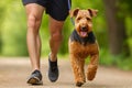 The handler leads his obedient Airedale Terrier through forest trails Royalty Free Stock Photo
