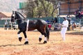 Handler letting lovely black Friesian horse gallop. Royalty Free Stock Photo