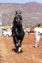 Handler letting lovely black Friesian horse gallop. Royalty Free Stock Photo