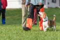 Handler and a perfekt heelwork training with a small beagle dog through a group of people Royalty Free Stock Photo