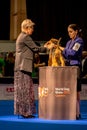 Handler presenting dog during World dog show. Geneva, Switzerland