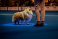 Handler presenting dog during World dog show. Geneva, Switzerland