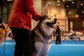 Handler presenting dog during World dog show. Geneva, Switzerland
