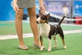 The handler puts a bull terrier exhibition dog in the rack. Side view