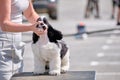 Handler puts a cocker spaniel dog in a rack at a dog show Royalty Free Stock Photo