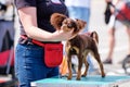 Handler puts a dog in a rack Russian long-haired toy terrier at a dog show Royalty Free Stock Photo