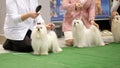 Handler puts a Maltese lapdog in the ring for comparison of dogs by a specialist. Selective focus