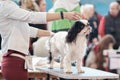 Handler puts up a King Charles spaniel in a dog competition Royalty Free Stock Photo