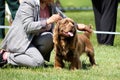 Handler puts up a Sussex Spaniel dog at a dog show Royalty Free Stock Photo