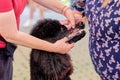 Handler shows off teeth of Royal Black Poodle