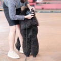 Handler shows teeth bite of Big royal Black Poodle at dog show