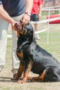 Handler shows teeth dog at dog show