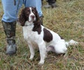 Handler & Spaniel Royalty Free Stock Photo