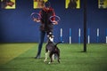Handler using fitness tools during the dog training session Royalty Free Stock Photo