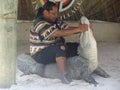 Handling an alligator in Florida, USA.