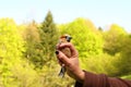 Handling Bird by Hand, Hawfinch