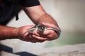 Handling young Carribean sea turtle for conservation Royalty Free Stock Photo