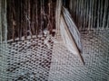 Handloom weaving process with wool thread Royalty Free Stock Photo
