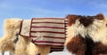 Handmade bags for storing bread and sheepskins against the sky. Turkmenistan. Ashkhabad market