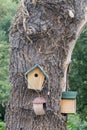 Handmade bird boxes hanging from a tree. Wooden nesting box