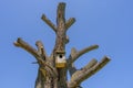 Handmade birdhous at leafless tree
