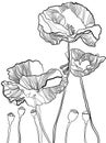 Handmade botanical vector illustration of poppy flowers and burgeons in graphic style.
