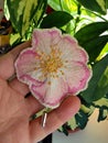 Handmade brooch embroidered with spring flowers - pink wild rose Royalty Free Stock Photo