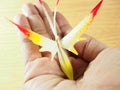 Handmade butterfly in hand for decoration, made from dried leafs of nipa palm with colorful art