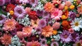Handmade Chrysanthemum Flower Wall - Vibrant Wedding Decoration with Red, Orange, Pink, Purple, Green and White Blooms Royalty Free Stock Photo