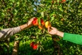 Handmade collecting fruits. Farmers hand freshly harvested apples. Apple orchard, harvest time. Man and woman hand pick Royalty Free Stock Photo