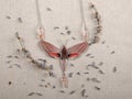 Handmade copper jewelry in the shape of butterfly from the genus Theretra alecto