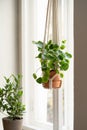 Handmade cotton macrame plant hanger hanging from the window in living room. Pilea in ceramic pot.