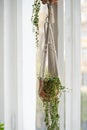 Handmade cotton macrame plant hanger hanging from the window in living room. Love for indoor plants, hobby