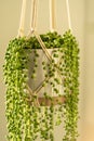 Handmade cotton macrame planter for indoor houseplant Senecio rowleyanus, close up. Love plants Royalty Free Stock Photo