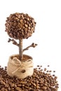Handmade coffee tree Royalty Free Stock Photo