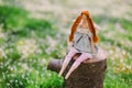 A handmade doll on the grass background Royalty Free Stock Photo