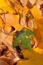 Handmade epoxy resin jewelry. maple seeds earrings. maple leaf pendant. natural habitat. autumn Royalty Free Stock Photo