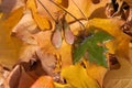 Handmade epoxy resin jewelry. maple seeds earrings. maple leaf pendant. Royalty Free Stock Photo