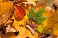 Handmade epoxy resin jewelry. maple seeds earrings. maple leaf pendant. natural habitat. autumn Royalty Free Stock Photo