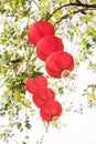 Handmade Fabric red lanterns hanging on tree for Chinese new year