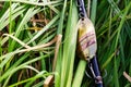 Handmade fishing lure on grass Royalty Free Stock Photo