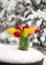 Handmade floristic arrangement with yellow and red tulip flowers in a glass jar in the garden covered with snow. Royalty Free Stock Photo